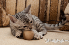 Bengal silber rosetted